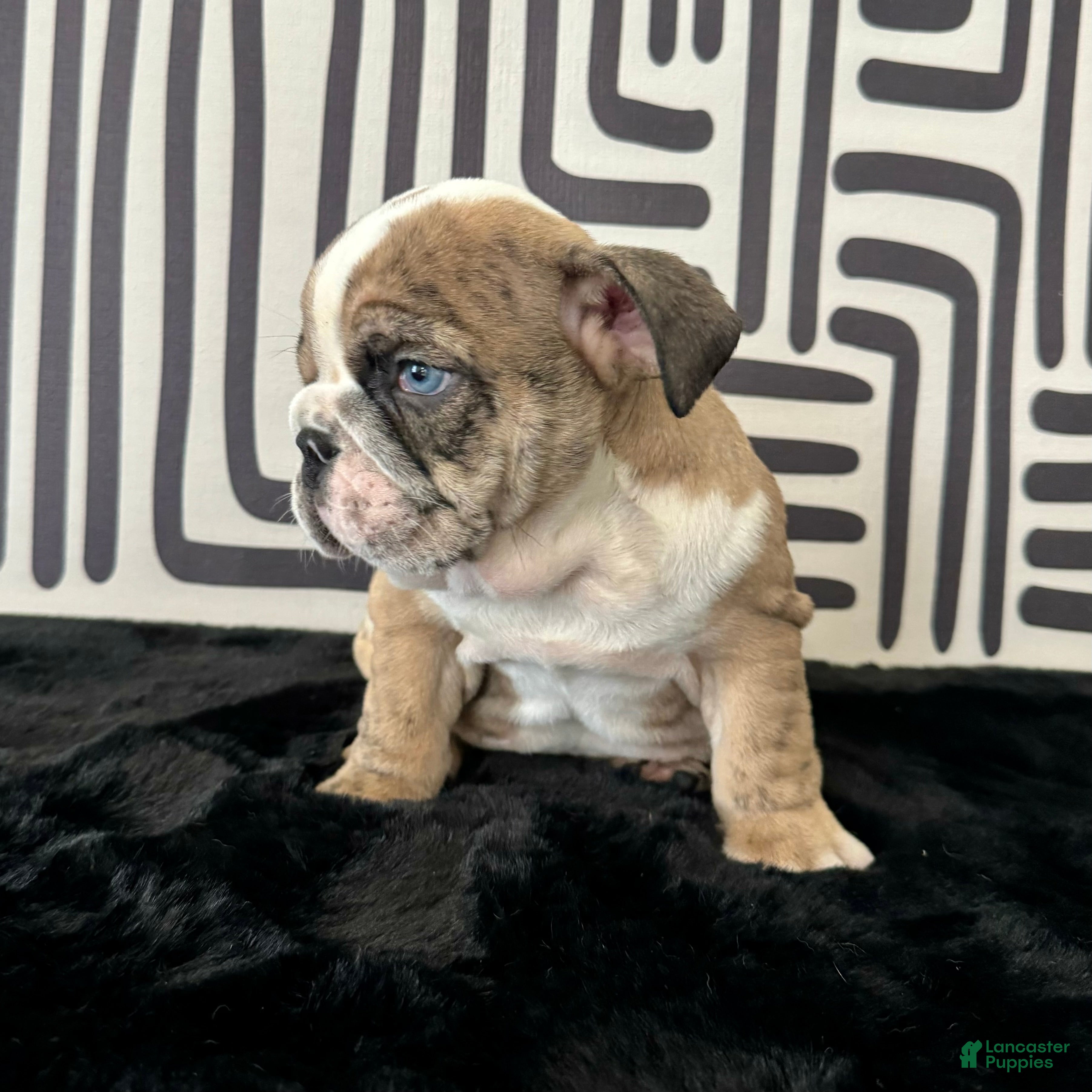English Bulldog dogs Rambo - Ad 2
