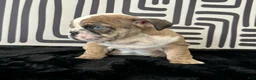 English Bulldog dogs for sale: Rambo - Ad 2
