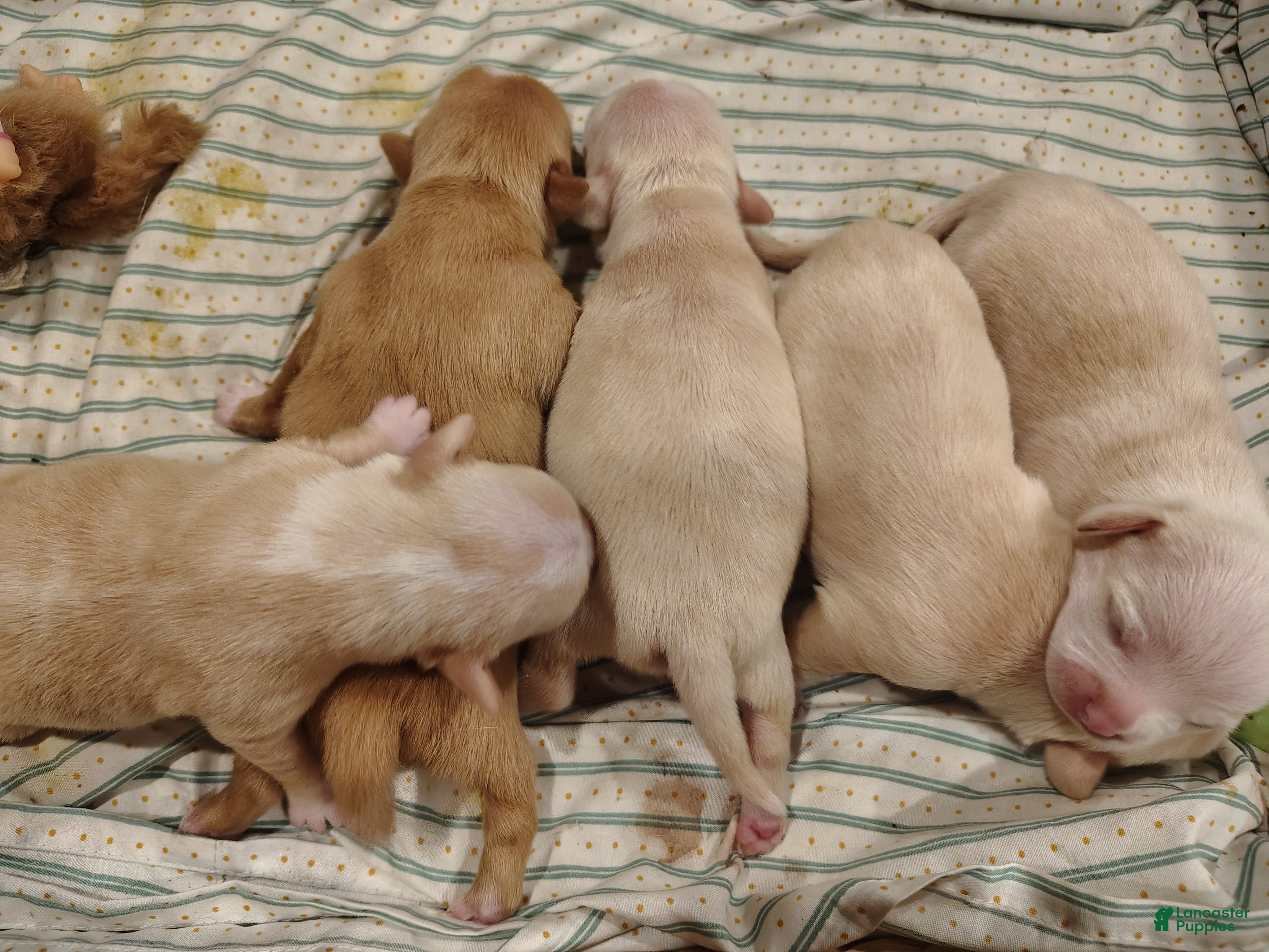 Mixed Breed dogs for sale:  Reese's - Ad 6