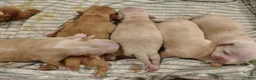 Mixed Breed dogs for sale:  Reese's - Ad 1