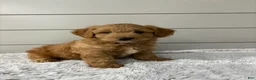 Mini Goldendoodle dogs for sale: Bella - Ad 4