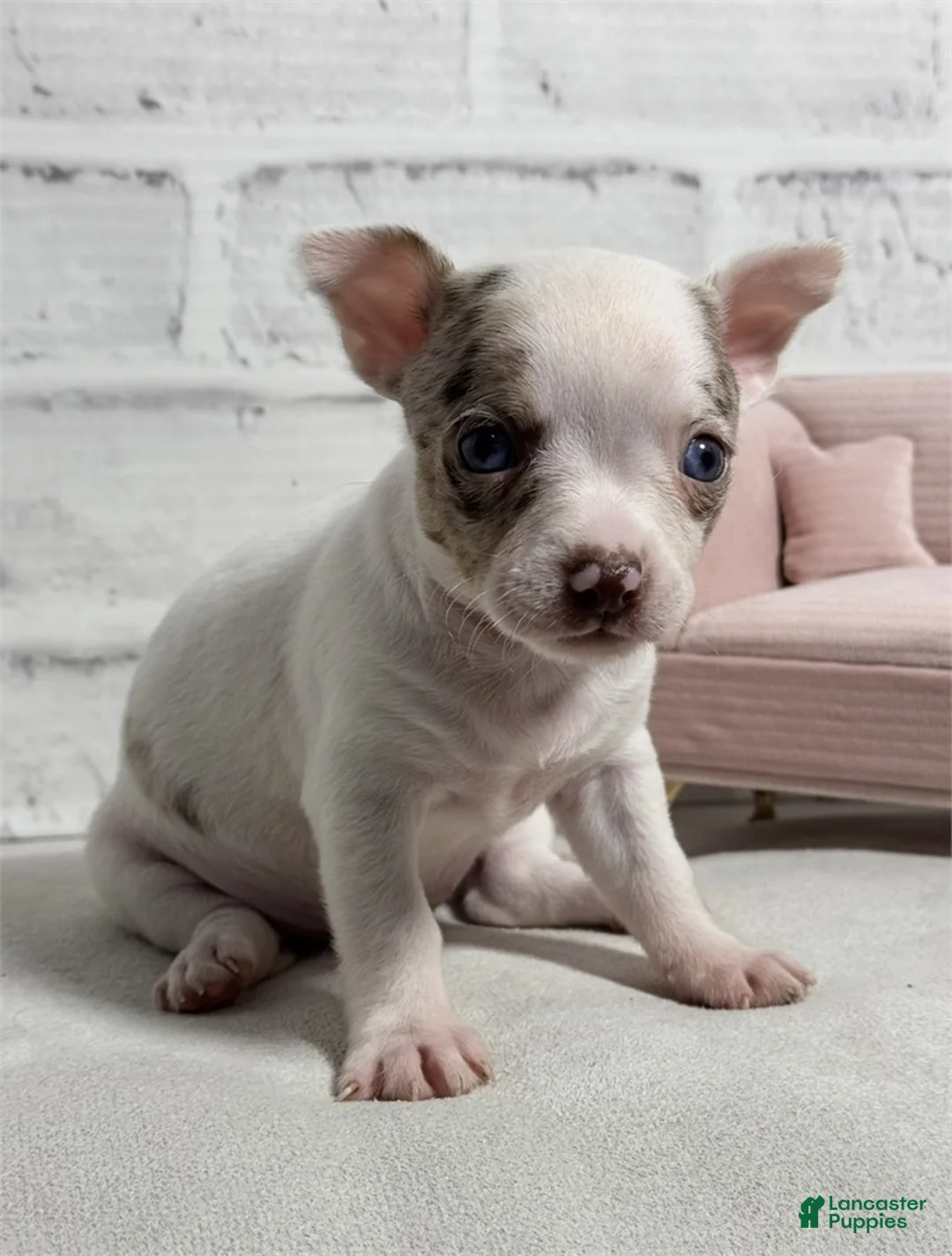 Chihuahua dogs for sale: Chihuahua Puppy 1 - Ad 1