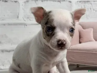 Chihuahua dogs for sale: Chihuahua Puppy 1 - Ad 1