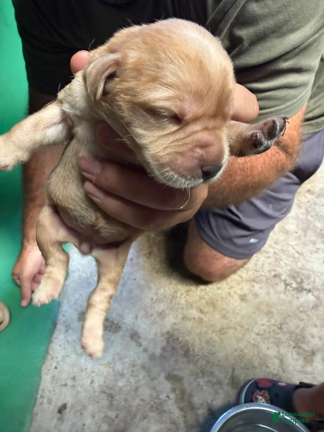 Labrador Retriever dogs for sale: Labrador Retriever 3 - Ad 1