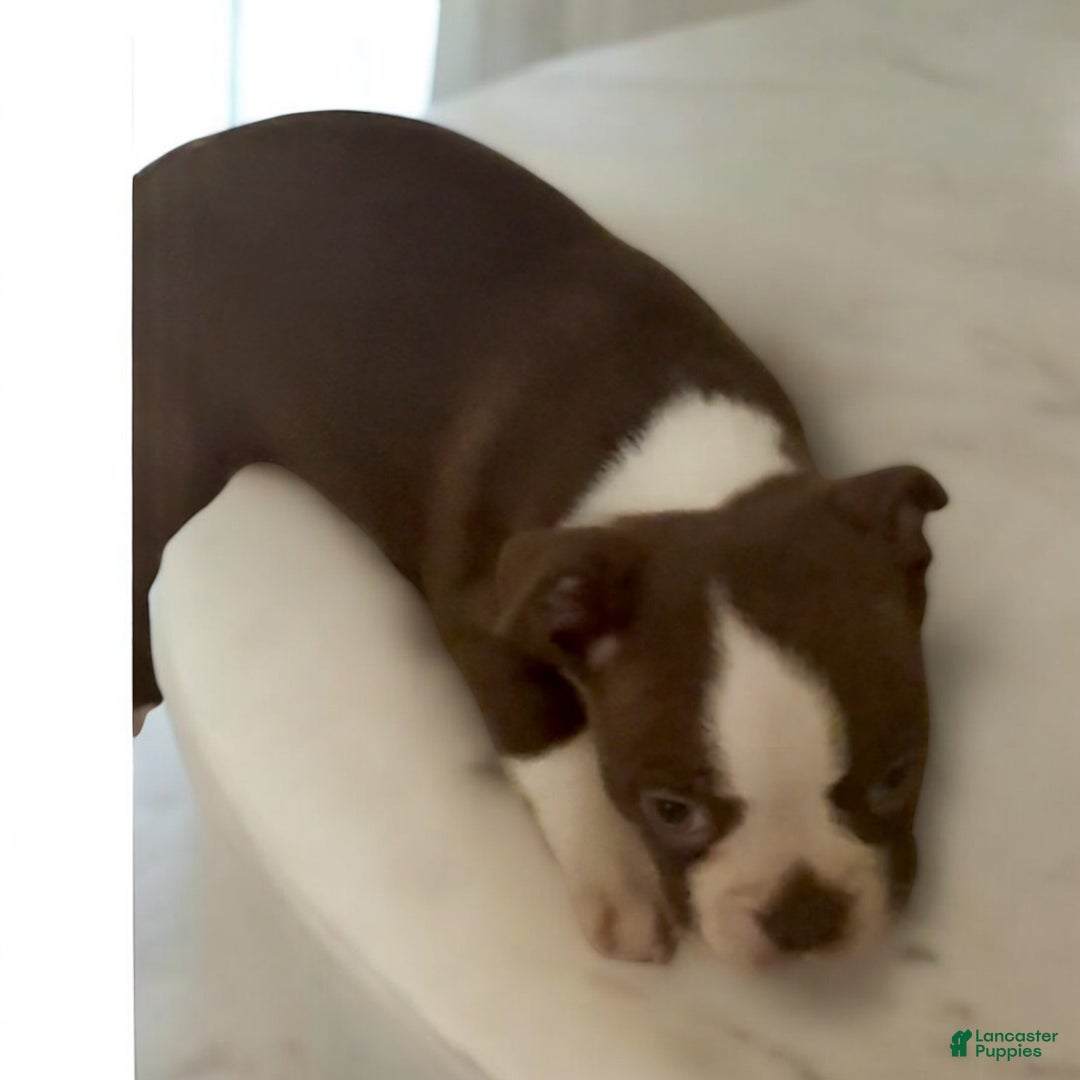 Boston Terrier dogs for sale: Boston Terrier Puppy 1 - Ad 1
