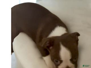 Boston Terrier dogs Boston Terrier Puppy 1 - Ad 35