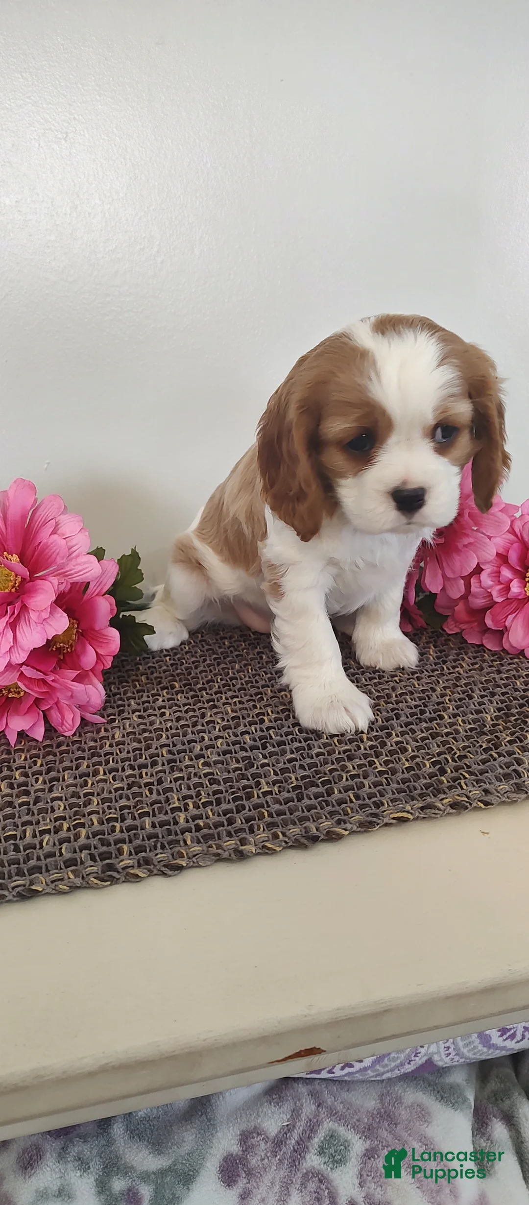 Cavalier King Charles Spaniel dogs for sale: Eva  - Ad 3