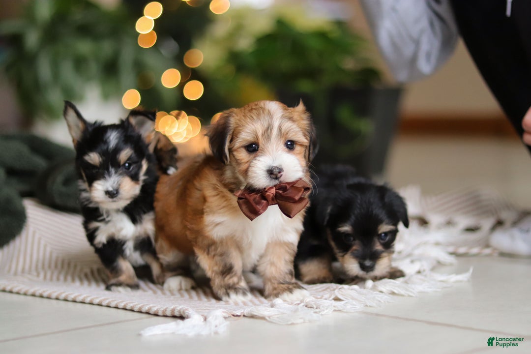 Morkie dogs for sale: Luke - Ad 16