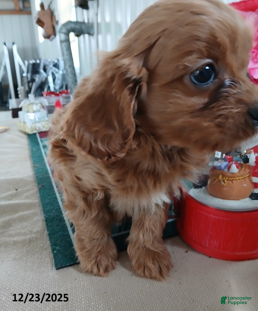 Cavapoo dogs Cash - Ad 41