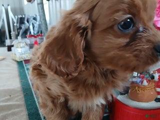 Cavapoo dogs Cash - Ad 41