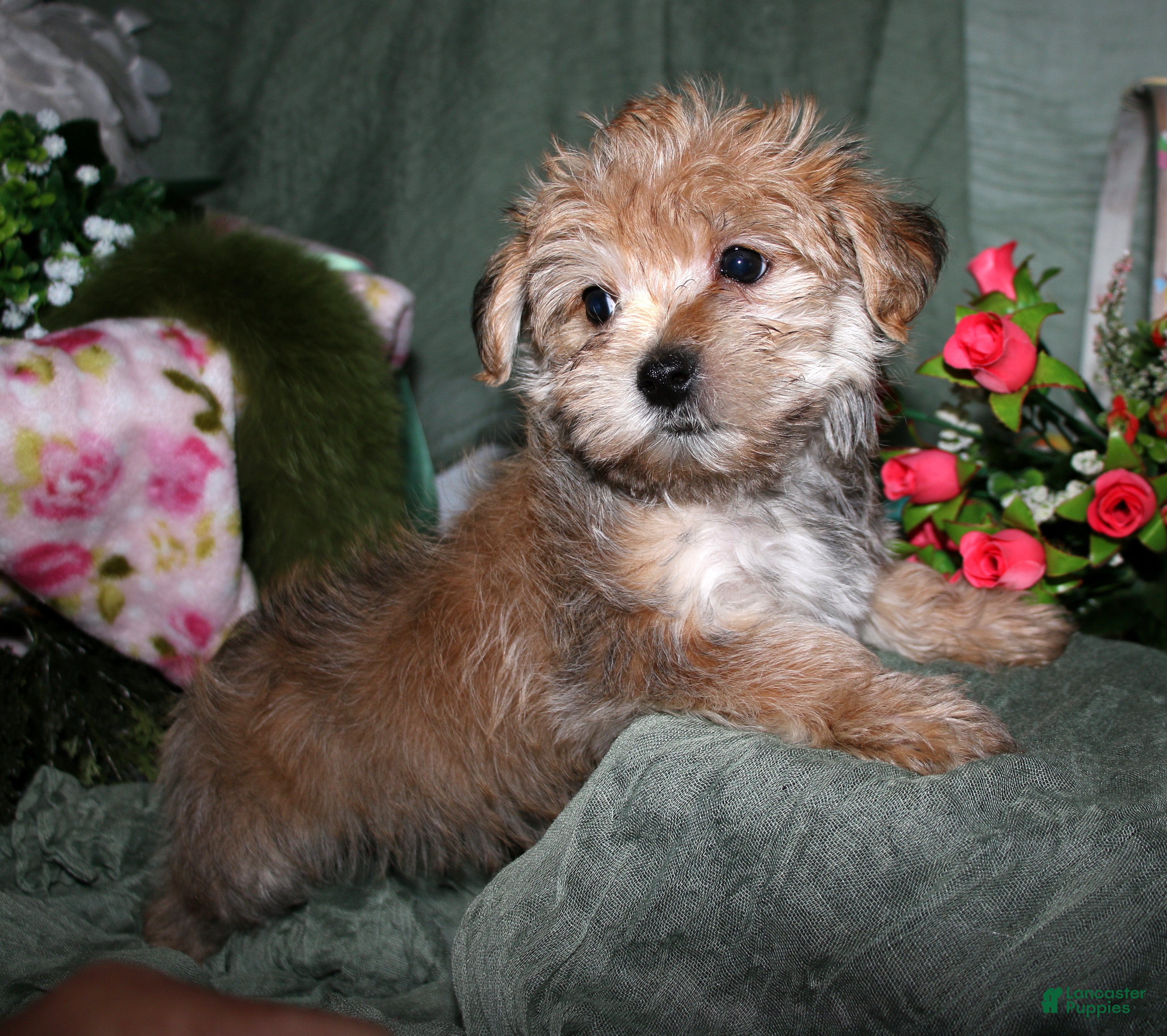 Morkie dogs Moses - Ad 2