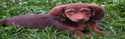 Miniature Dachshund dogs for sale: AKC Deon - Ad 7