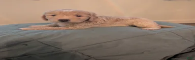 Golden Aussiedoodle 3