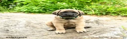 English Mastiff dogs for sale: Lily - Ad 3