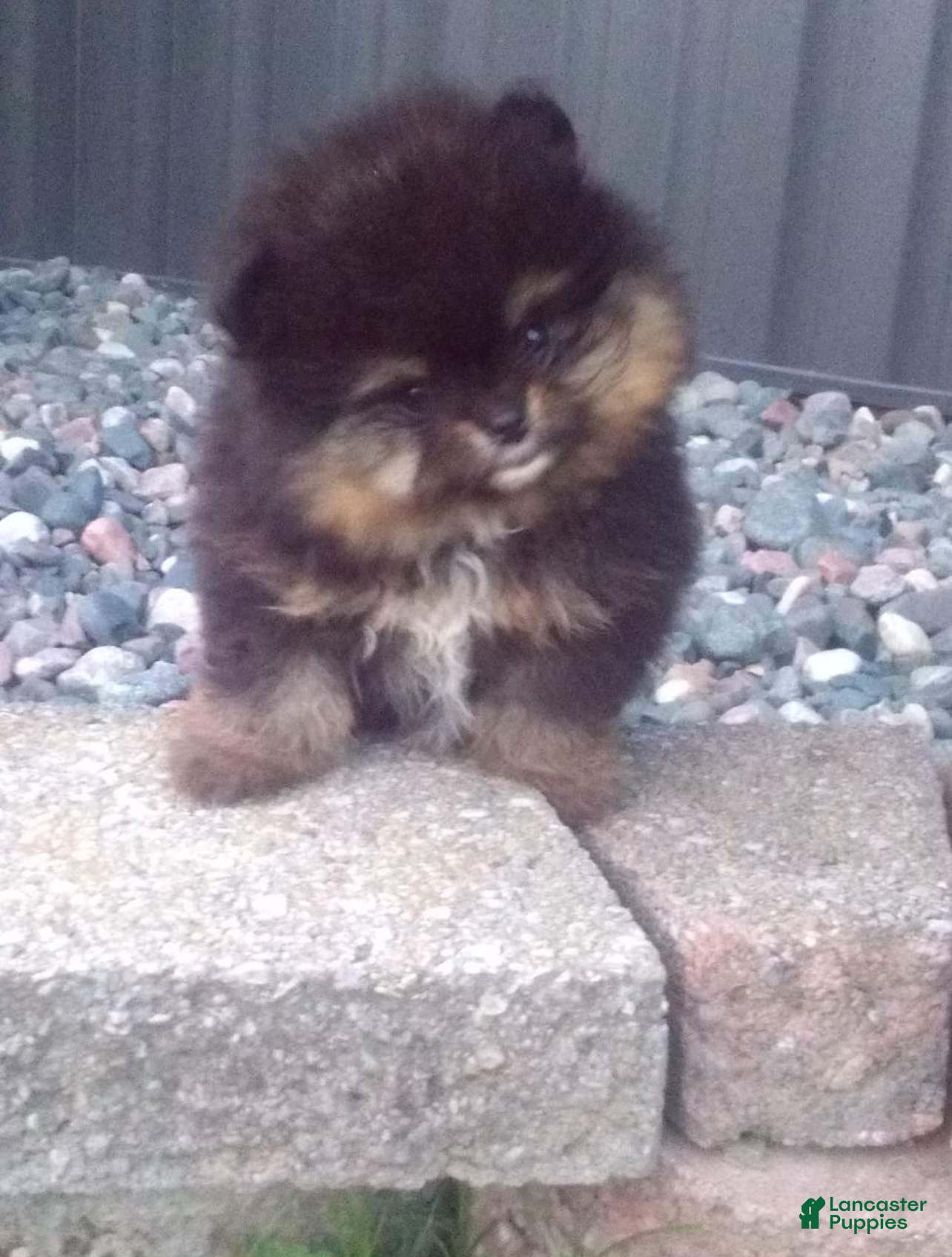 Pomeranian dogs Cocoa - Ad 1
