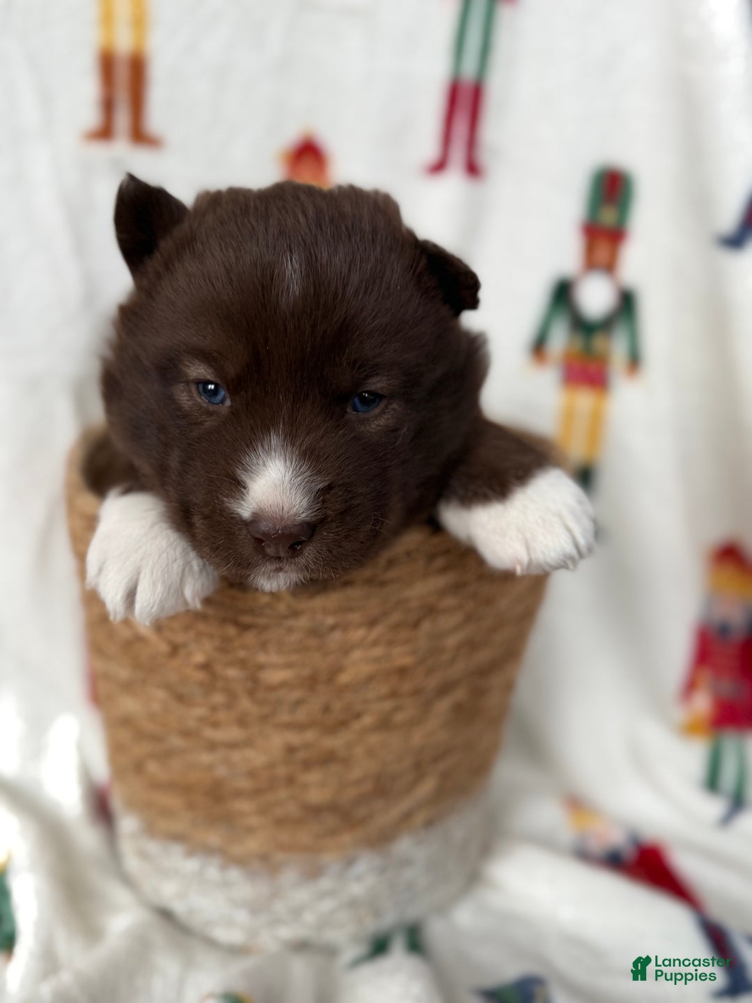 Siberian Husky dogs for sale: Nutmeg - Ad 3