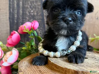 Yorkshire Terrier dogs for sale: Yorkshire Terrier Puppy 1 - Ad 2