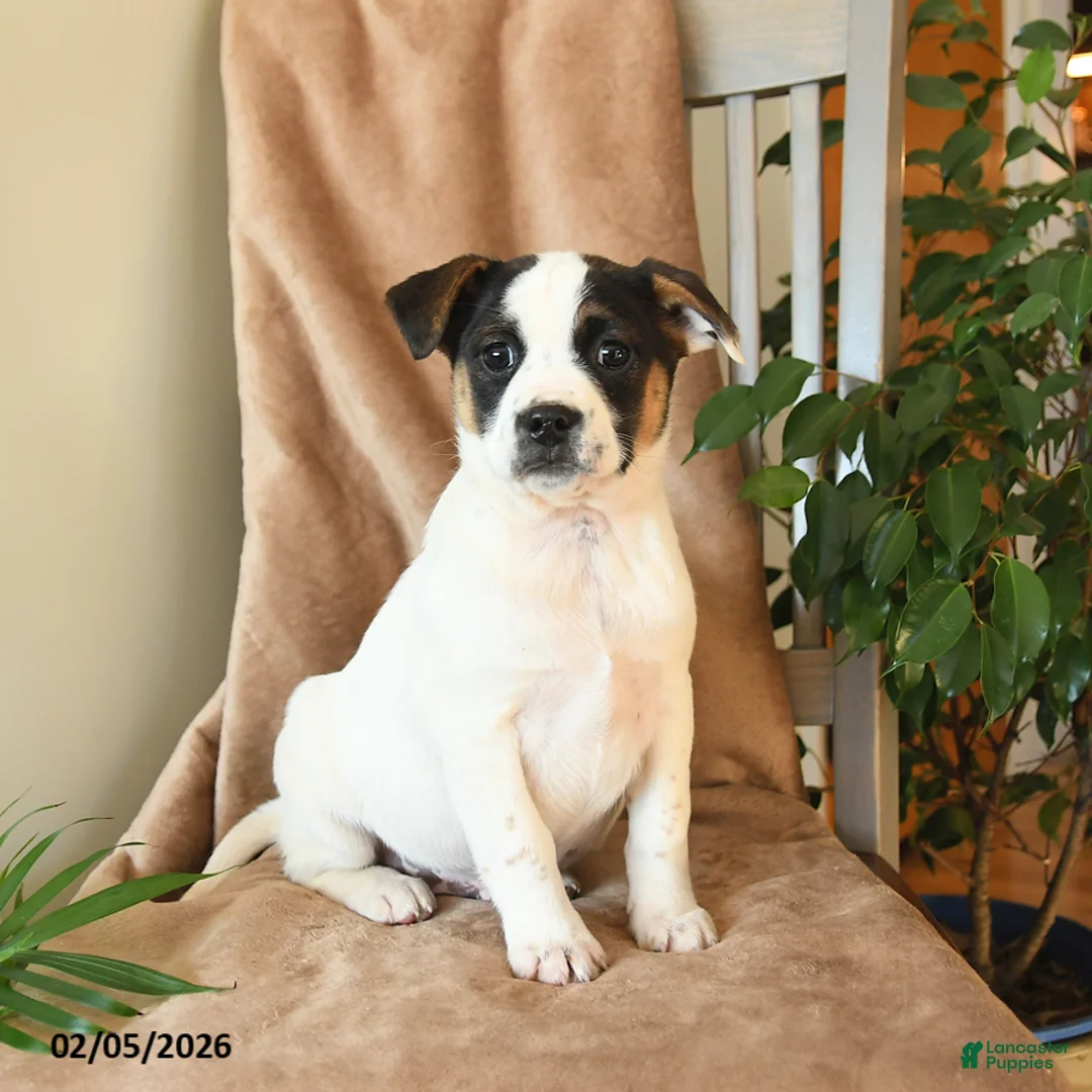 Mixed Breed dogs for sale: Lucky - Ad 2