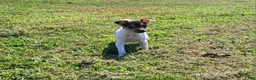 Rat Terrier dogs for sale: Dolly *Updated photos* - Ad 6