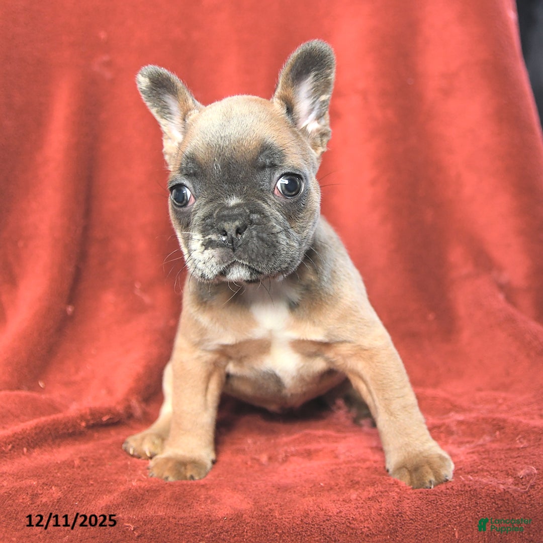 French Bulldog dogs for sale: Amy - Ad 5