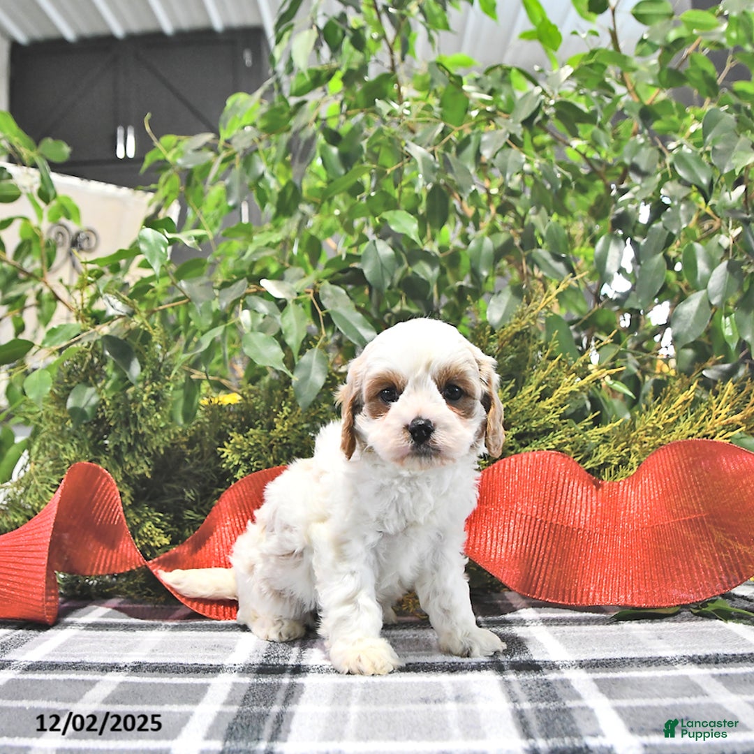 Cavapoo dogs for sale: Jolly - Ad 2