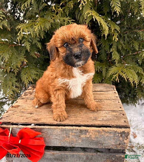 Whoodle dogs Winnie - Ad 5