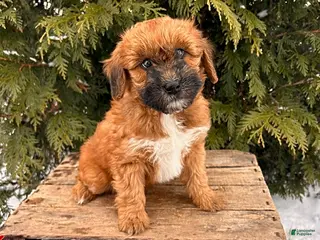 Whoodle dogs Winnie - Ad 1