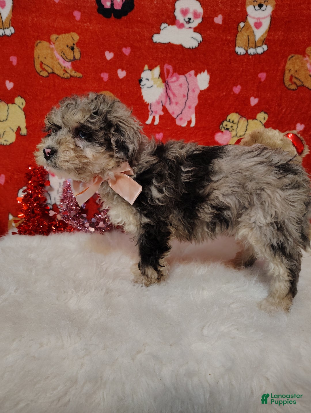 Mini Bernedoodle dogs for sale: Maggie - Ad 4