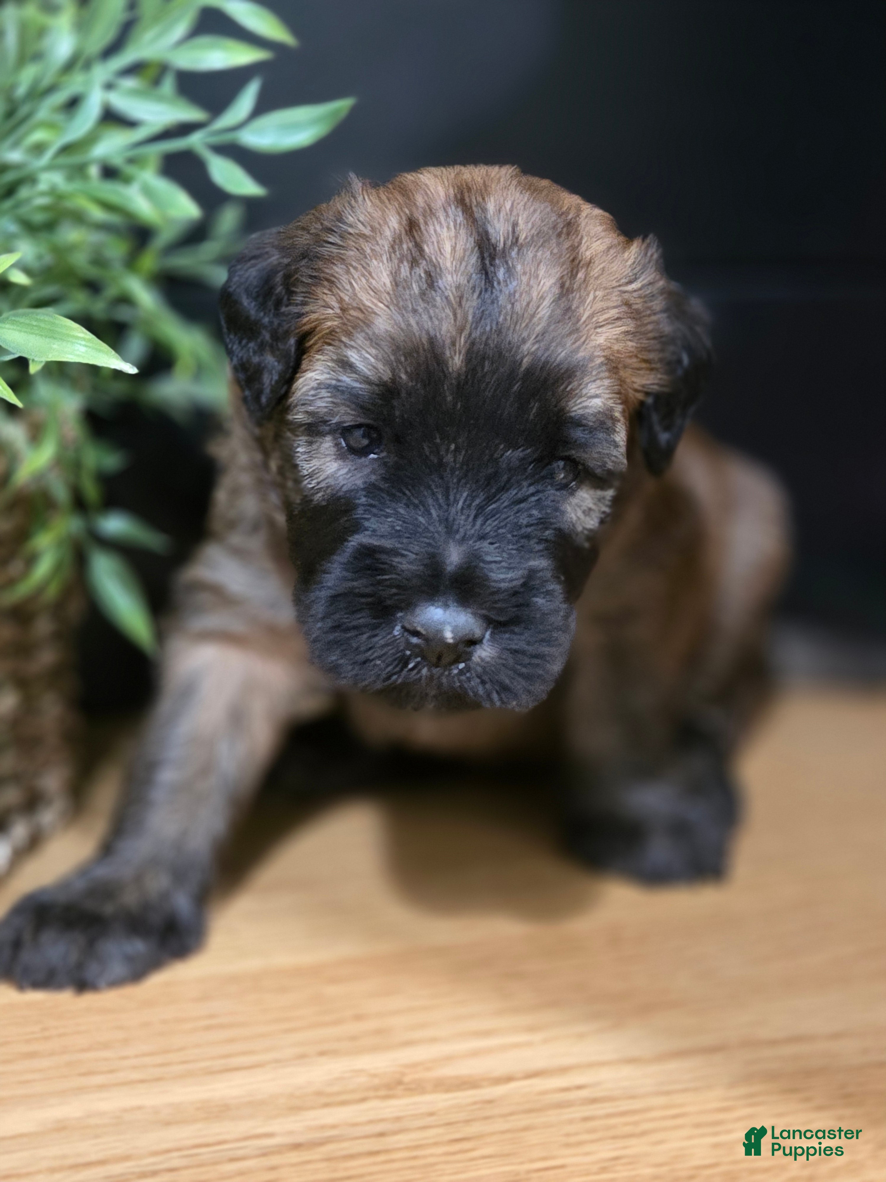 Soft Coated Wheaten Terrier dogs Snickers - Ad 1