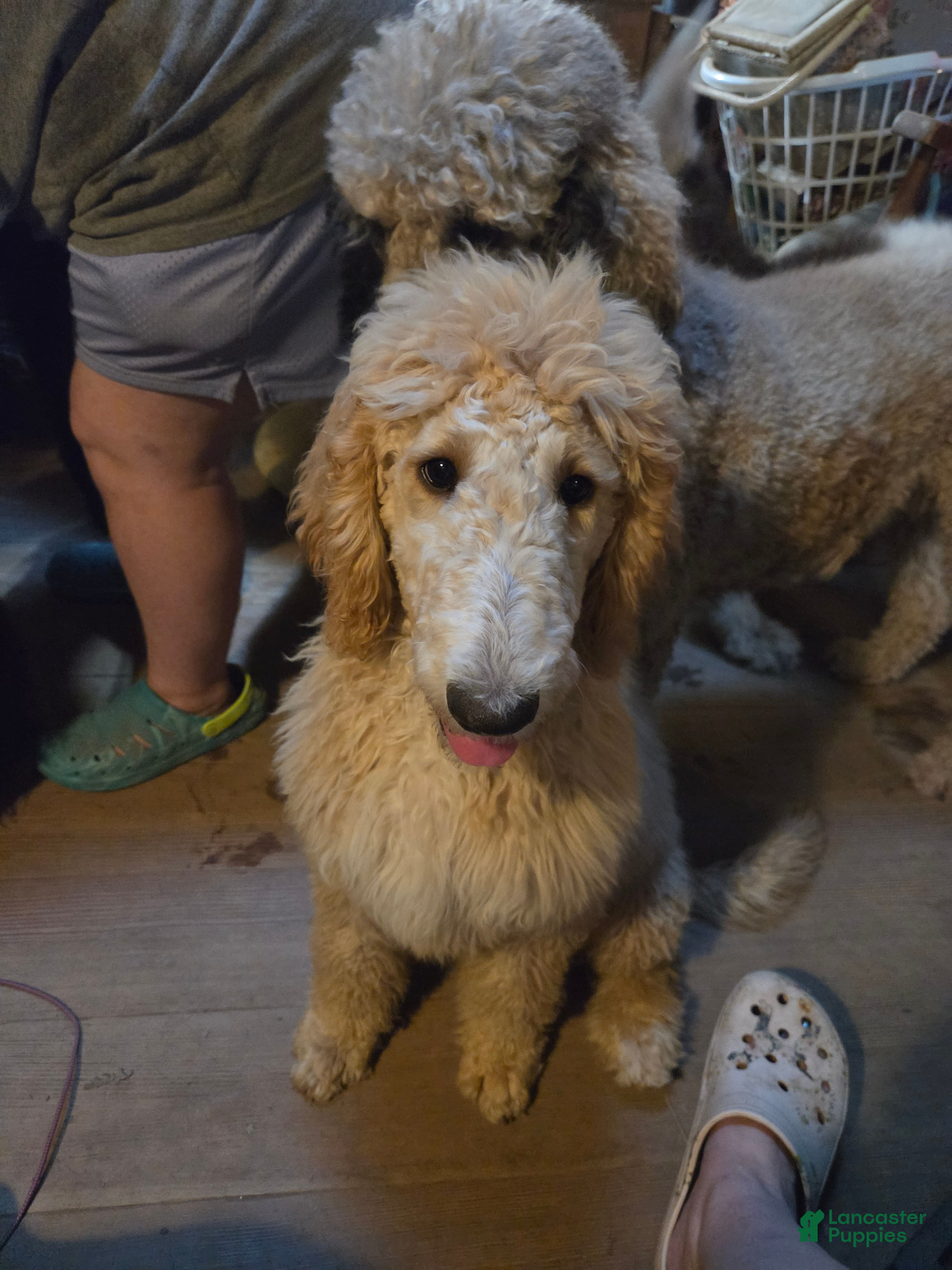 Standard Poodle dogs Honeysuckle - Ad 2