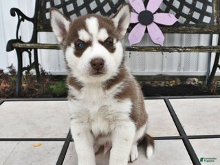 Siberian Husky dogs - Ad 25