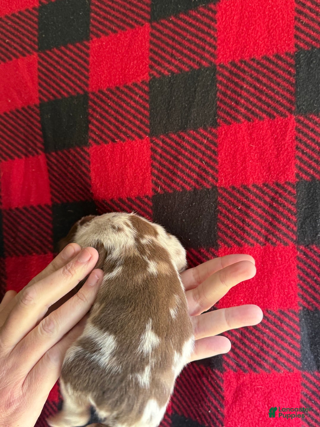 Catahoula Leopard Dog dogs for sale: Catahoula Leopard Dog Puppy 7 - Ad 4