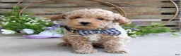 Toy Poodle dogs for sale: Miles - Ad 6