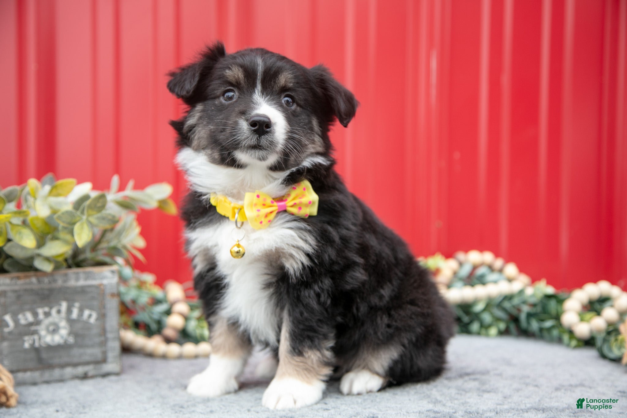 Miniature Australian Shepherd dogs Lindsay - Ad 28