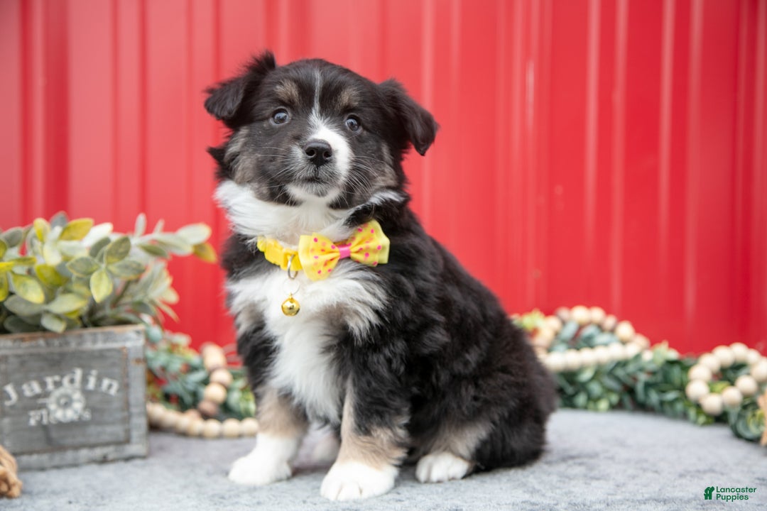Miniature Australian Shepherd dogs for sale: Lindsay - Ad 1