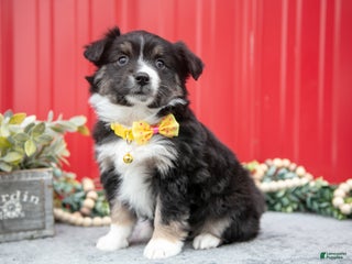Miniature Australian Shepherd dogs Lindsay - Ad 25