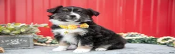Miniature Australian Shepherd dogs for sale: Lindsay - Ad 1