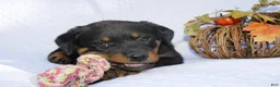 Rottweiler dogs for sale: Daisy - Ad 3