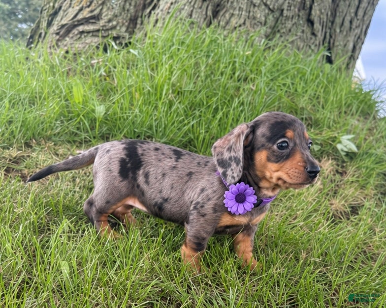 Miniature Dachshund dogs Molly - Ad 17