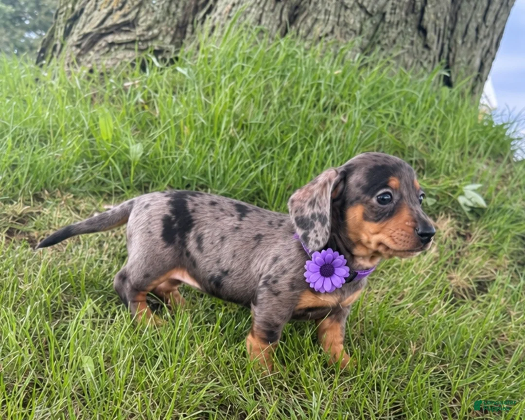 Miniature Dachshund dogs for sale: Molly - Ad 2
