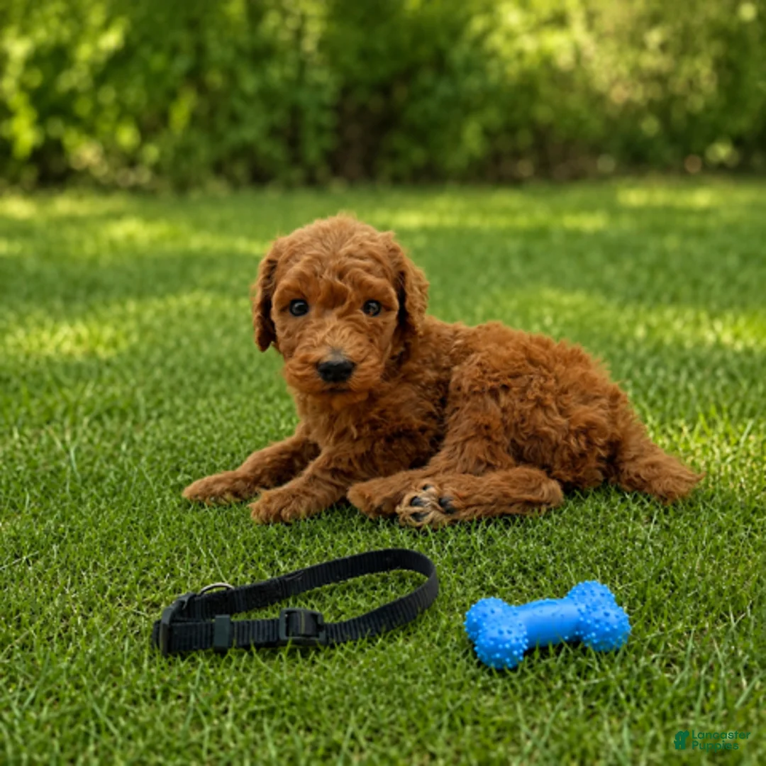 Standard Poodle dogs for sale: Diesel (Black Collar) - Ad 2