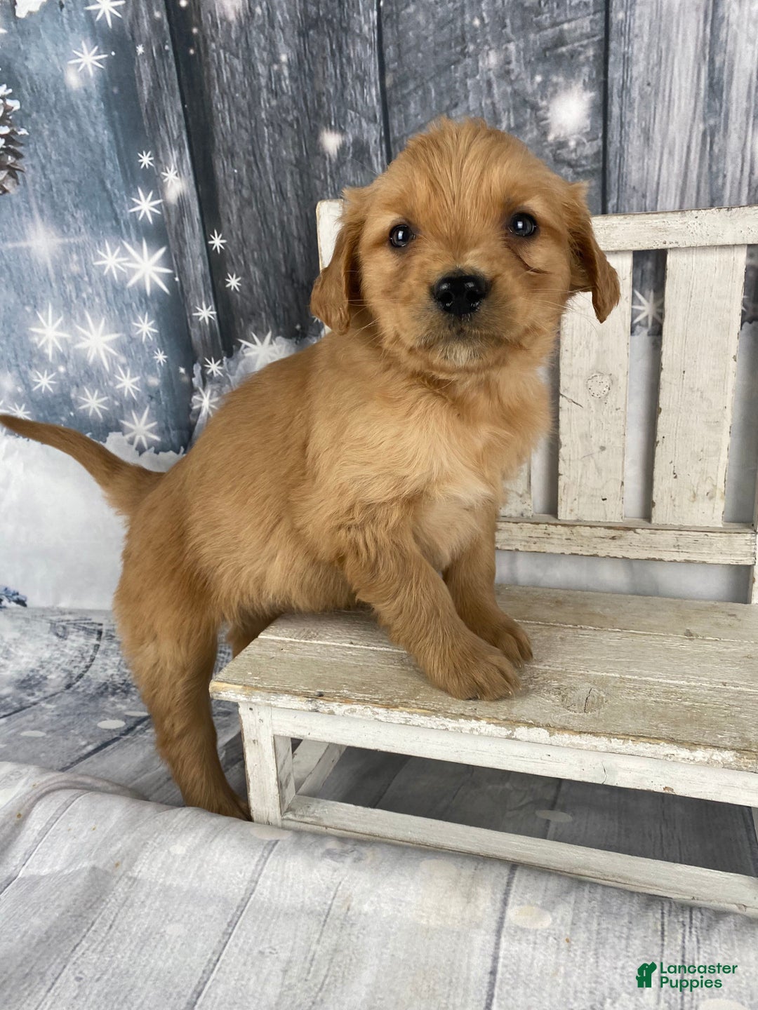 Golden Retriever dogs for sale: Suzy - Ad 11