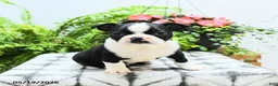 Boston Terrier dogs for sale: Landon - Ad 4