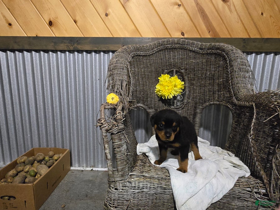Rottweiler dogs Toby - Ad 2