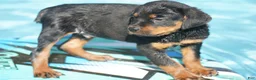 Rottweiler dogs for sale: Rottweiler litter of 5 puppies - Ad 16