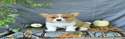 Welsh Corgi Pembroke dogs for sale: Addie - Ad 3