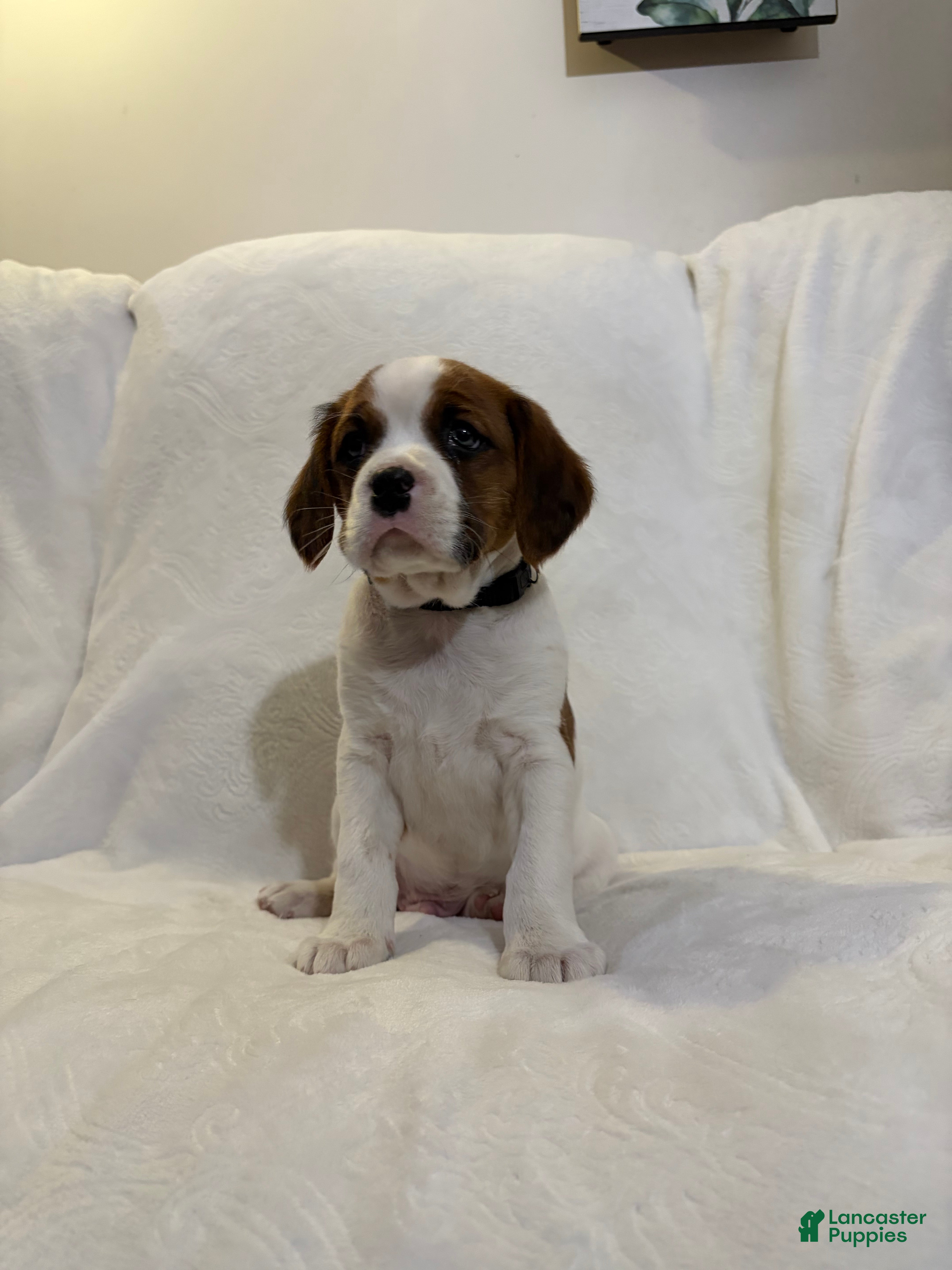 Cavalier King Charles Spaniel dogs Lincoln - Ad 39