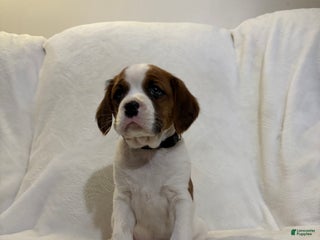 Cavalier King Charles Spaniel dogs Lincoln - Ad 32