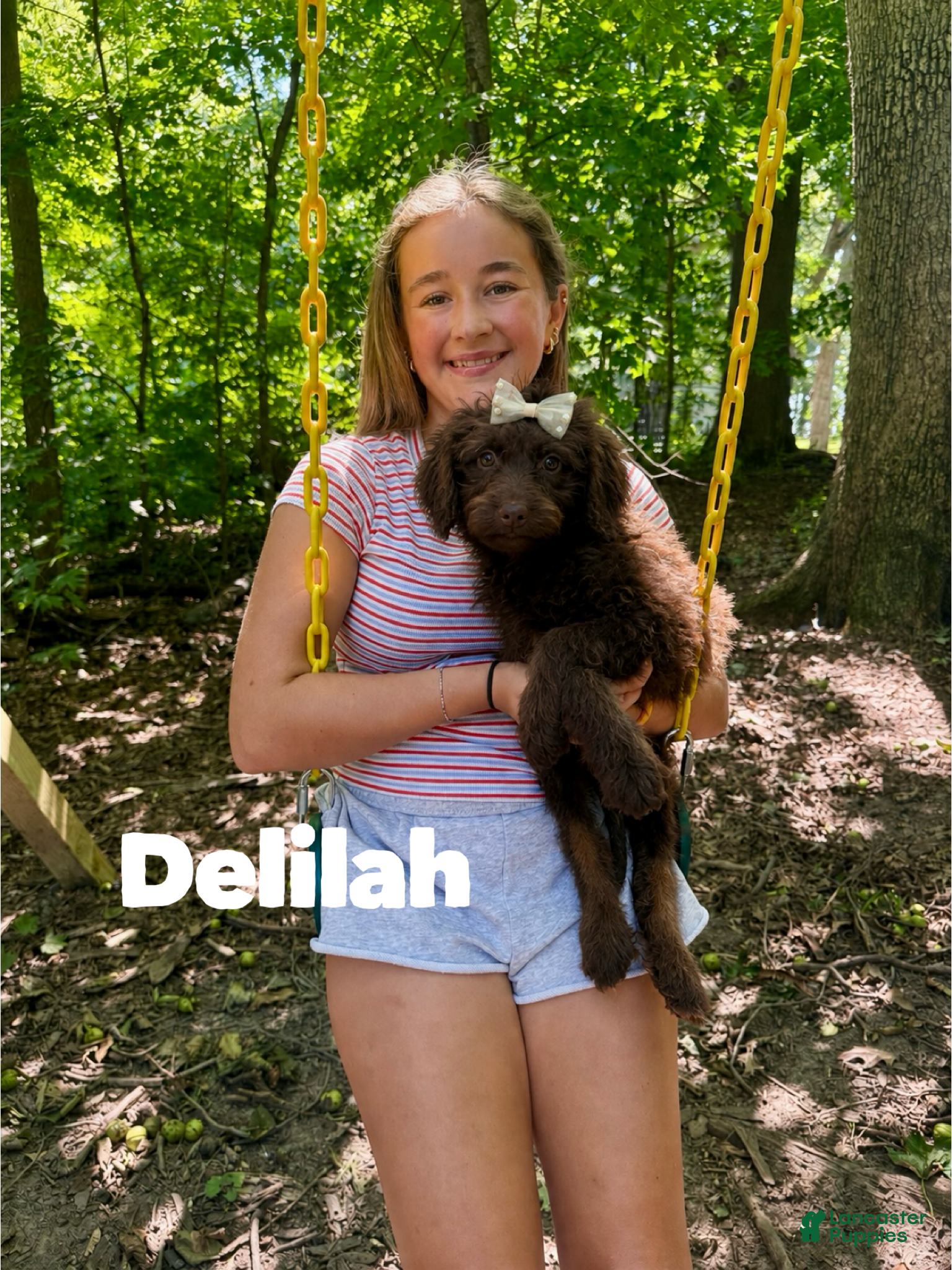 Aussiedoodle dogs Delilah  - Ad 18