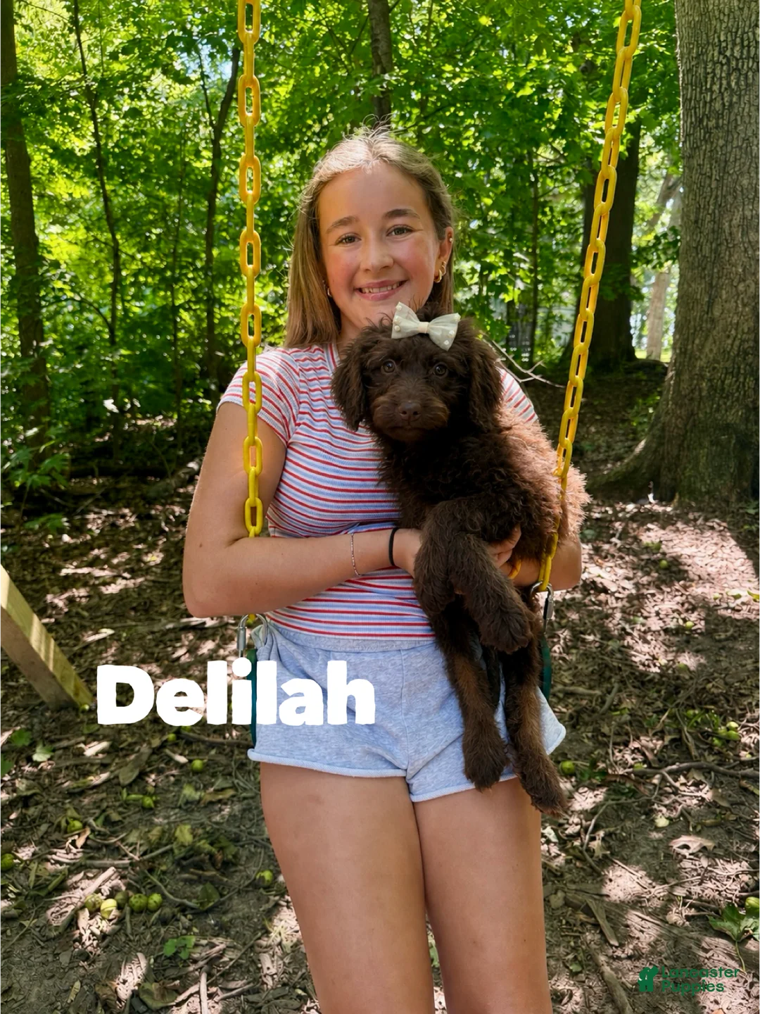 Aussiedoodle dogs for sale: Delilah  - Ad 2